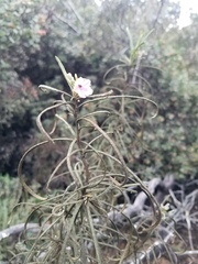 Eriodictyon altissimum