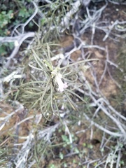 Eriodictyon altissimum