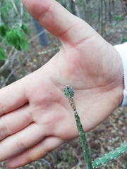 Acanthocereus fosterianus