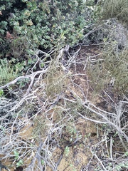 Eriodictyon altissimum