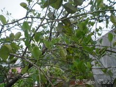 Citrus × aurantiifolia