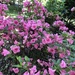 photo of Tsutsusi Azalea (Rhododendron indicum)