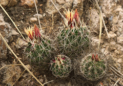 Coryphantha georgii