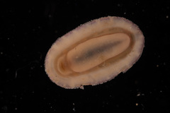Boreochiton ruber