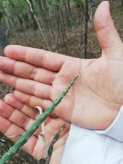 Acanthocereus fosterianus