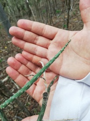 Acanthocereus fosterianus