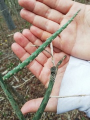 Acanthocereus fosterianus