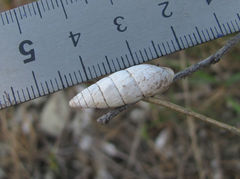 Brephulopsis cylindrica
