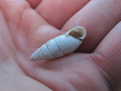 Brephulopsis cylindrica
