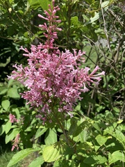 Syringa komarowii