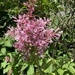 photo of (Syringa komarowii)