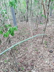 Acanthocereus fosterianus