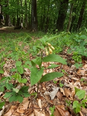 Symphytum tuberosum