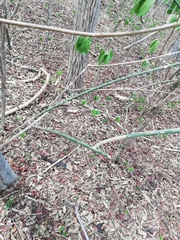 Acanthocereus fosterianus