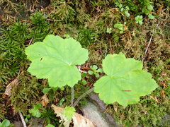 Tiarella stolonifera