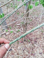 Acanthocereus fosterianus