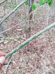 Acanthocereus fosterianus