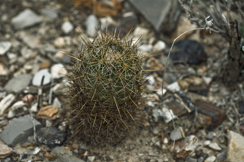 Coryphantha glanduligera