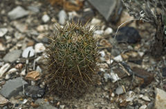 Coryphantha glanduligera