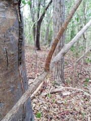 Acanthocereus fosterianus