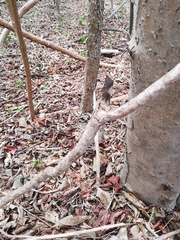 Acanthocereus fosterianus
