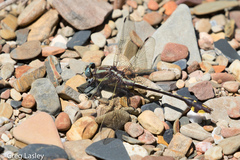 Gomphurus ozarkensis