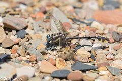 Gomphurus ozarkensis