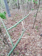 Acanthocereus fosterianus