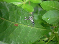 Salticidae
