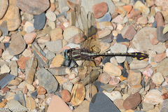 Gomphurus ozarkensis