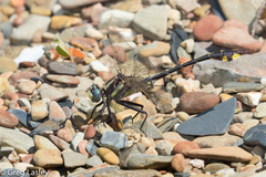 Gomphurus ozarkensis