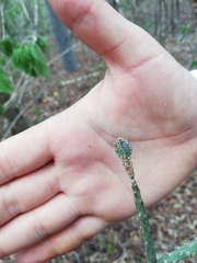Acanthocereus fosterianus