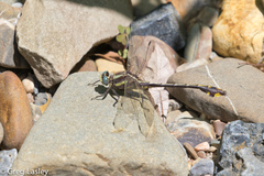 Gomphurus ozarkensis