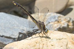 Gomphurus ozarkensis