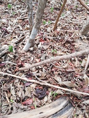 Acanthocereus fosterianus