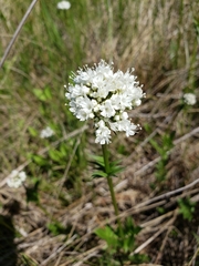 Valeriana uliginosa