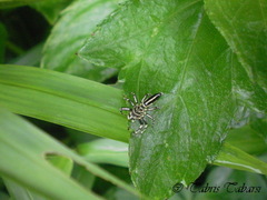Salticidae