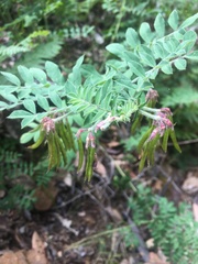 Vicia benghalensis