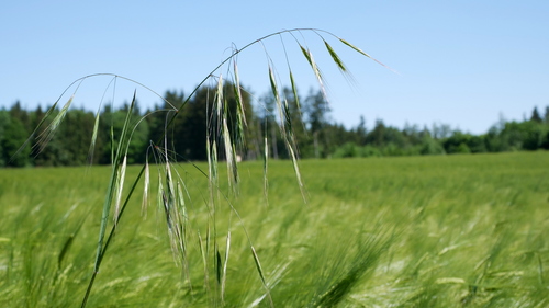 Bromus sterilis iNat (1)