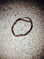 Lampropeltis gentilis