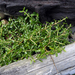Coprosma propinqua latiuscula - Photo Δεν διατηρούνται δικαιώματα, uploaded by Peter de Lange
