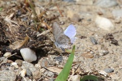 Celastrina lucia