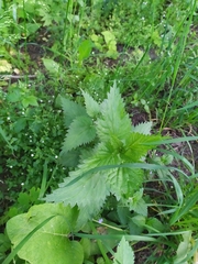 Urtica dioica dioica