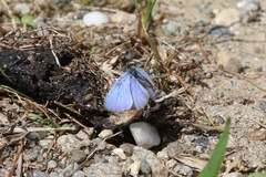 Celastrina lucia