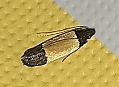 Anacampsis coverdalella