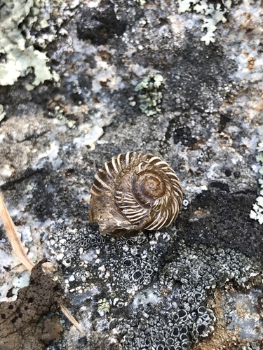 Costate Mountainsnail