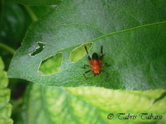 Orthoptera