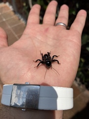 Stenopelmatus minor