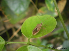 Pentatomomorpha