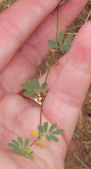 Acmispon micranthus